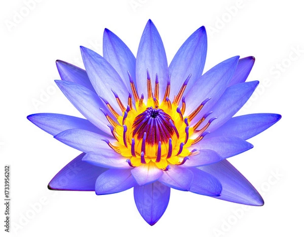 Fototapeta Close-up of a vibrant blue lotus flower, illuminated against a stark black background