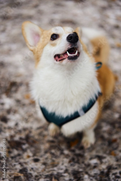Fototapeta In a snowy landscape, a playful corgi stands proudly, showcasing its fluffy coat and delightful personality
