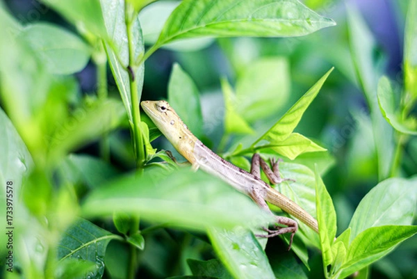Obraz Chameleon small holding on the leaf looks like cute, moment animals concept.