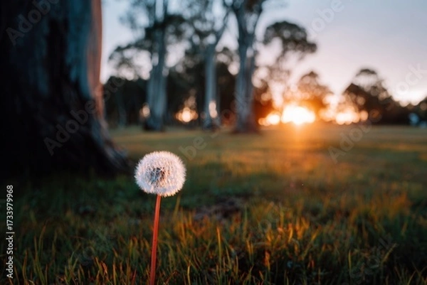 Fototapeta Dandelion in sunlight at sunset in tranquil landscape