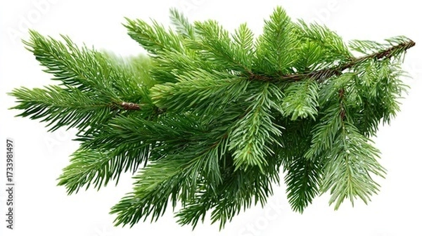 Fototapeta Festive Christmas Tree Branch PNG Clipart with Transparent Background, Vector Decoration for Digital Design