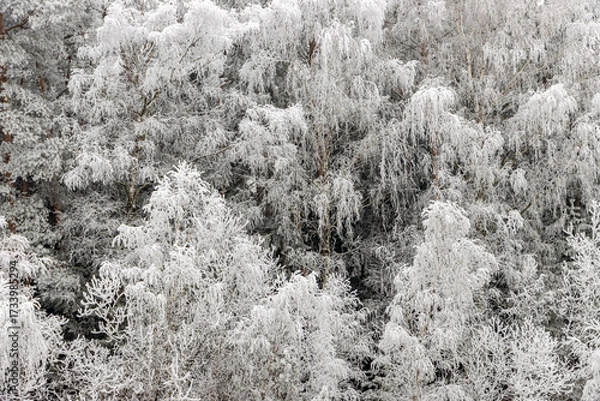 Fototapeta Dense trees covered in frost and snow, creating a dreamy winter  a tranquil forest scene.