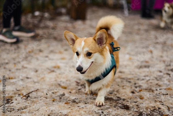 Fototapeta In a snowy landscape, a playful corgi stands proudly, showcasing its fluffy coat and delightful personality