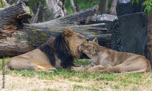 Fototapeta Lions and lionesses show affection to each other in the serene nature