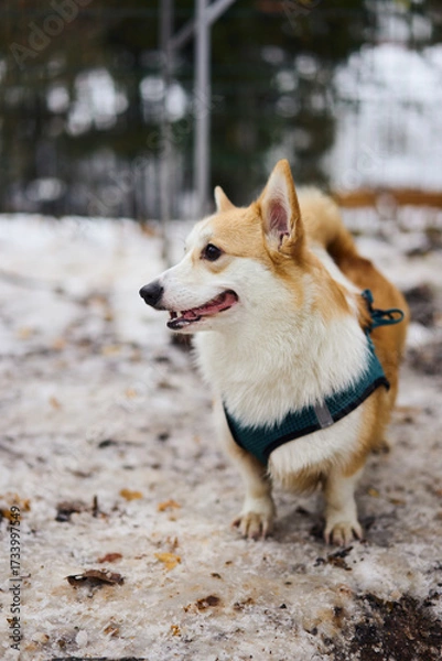 Fototapeta In a snowy landscape, a playful corgi stands proudly, showcasing its fluffy coat and delightful personality
