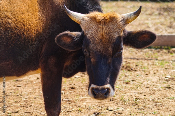 Fototapeta Brown bull in close-up