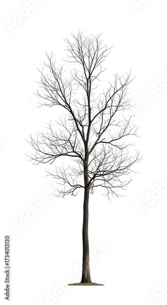 Obraz Bare Winter Tree Silhouette.