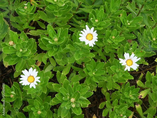 Obraz ハマギク(Nippon Daisy)