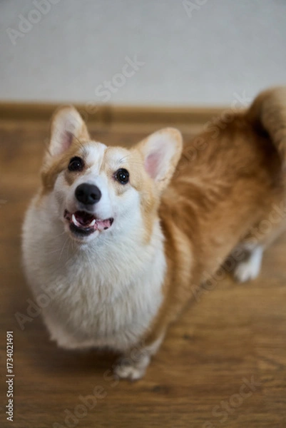 Fototapeta A playful and spirited corgi with its fluffy fur and bright eyes, showcasing its charming, joyful nature while indoors
