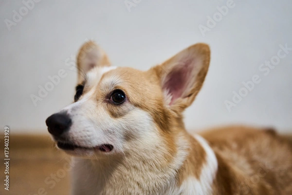 Fototapeta A playful and spirited corgi with its fluffy fur and bright eyes, showcasing its charming, joyful nature while indoors