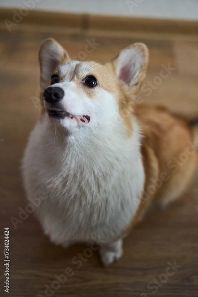 Fototapeta A playful and spirited corgi with its fluffy fur and bright eyes, showcasing its charming, joyful nature while indoors