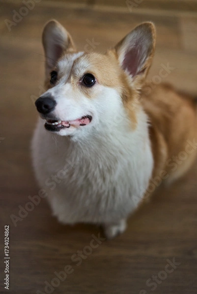 Fototapeta A playful and spirited corgi with its fluffy fur and bright eyes, showcasing its charming, joyful nature while indoors
