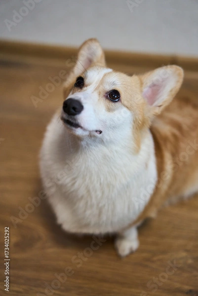 Fototapeta A playful and spirited corgi with its fluffy fur and bright eyes, showcasing its charming, joyful nature while indoors