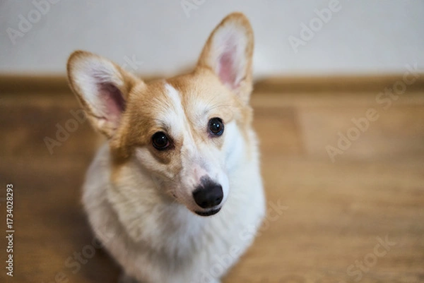 Fototapeta A playful and spirited corgi with its fluffy fur and bright eyes, showcasing its charming, joyful nature while indoors