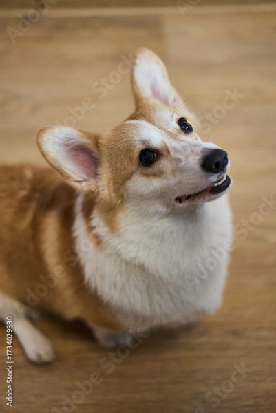 Fototapeta A playful and spirited corgi with its fluffy fur and bright eyes, showcasing its charming, joyful nature while indoors