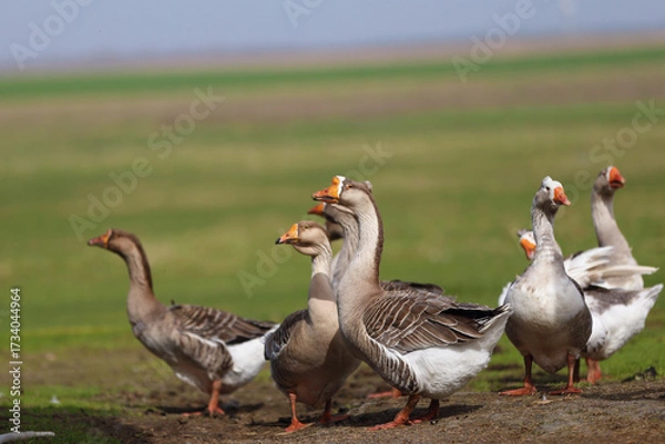 Fototapeta Geese graze on a green meadow. A flock of domestic geese walks one after another across the field.
