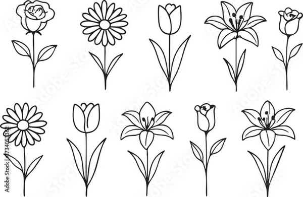 Fototapeta Botanical flower outline vector set with rose daisy lily tulip simple drawings