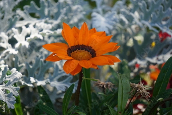 Obraz Gazania Rigens
