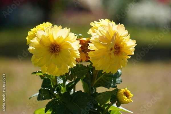 Obraz Dahlia Pinnata