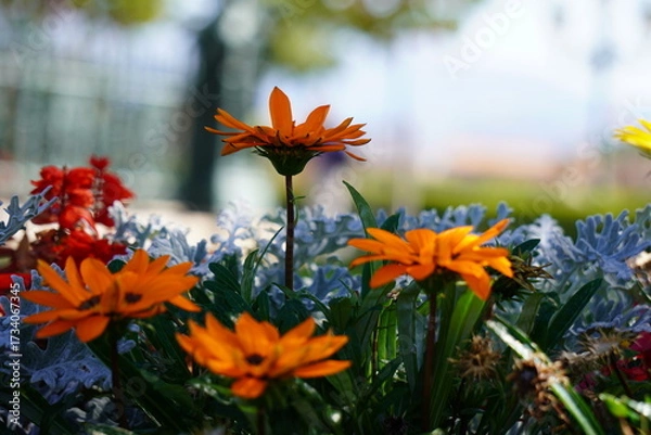 Obraz Gazania Rigens
