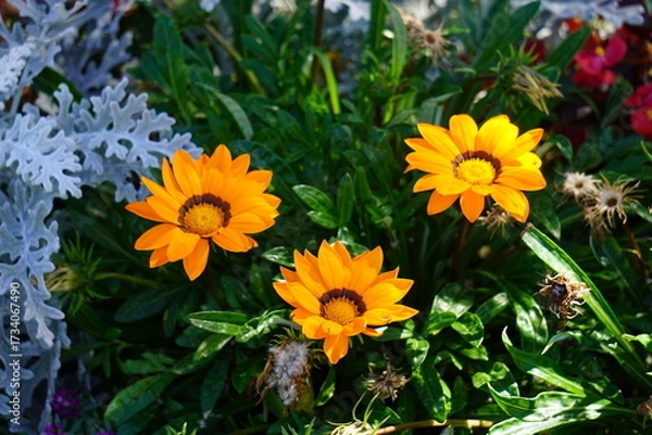 Obraz Gazania Rigens