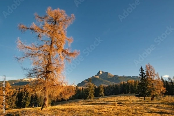 Fototapeta Golden larch tree stands alone on a sunlit meadow with majestic mountain peak and pine forest in the background, captured on a crisp autumn morning in the High Tatras.