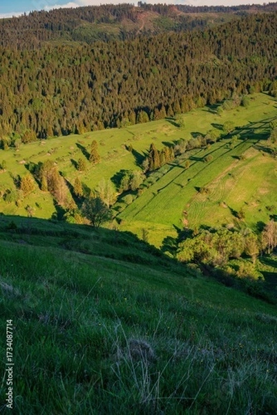 Fototapeta Lush green hills with scattered trees and a dense forest in the background, illuminated by warm late afternoon sunlight in a peaceful rural mountain landscape.