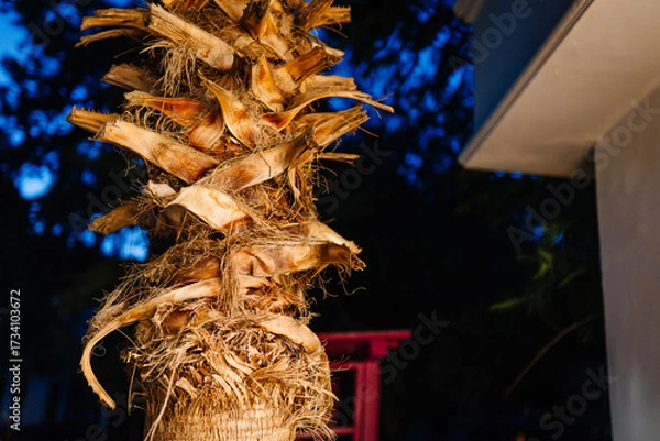 Fototapeta Close-up of a palm tree trunk illuminated at night, showcasing textured bark and dried fronds, with a deep blue evening sky in the background.