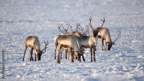 Fototapeta A large herd of wild reindeer grazing on a snowy winter field in the Arctic. Perfect for wildlife photography, winter backgrounds, nature themes, and seasonal holiday design projects.