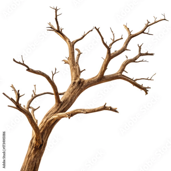 Fototapeta Bare tree with no leaves isolated on transparent background in the winter season