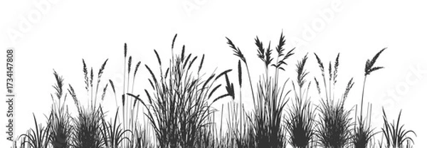 Fototapeta Black silhouettes of cattails and reeds on a white background with wild riverbank swamp grass.