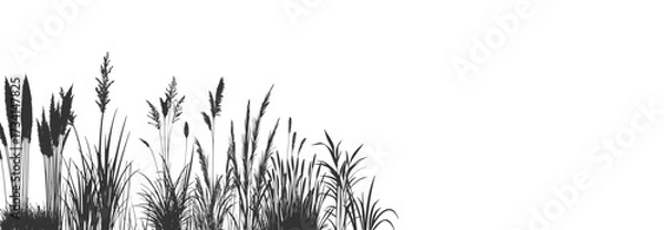Fototapeta Black coastal reeds and cattails silhouettes on white background with swamp grass vegetation.