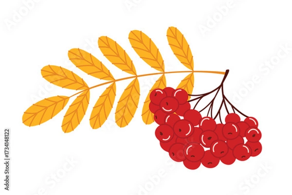 Fototapeta A branch of rowan berries and leaves. Bright flat style vector illustration isolated on white background