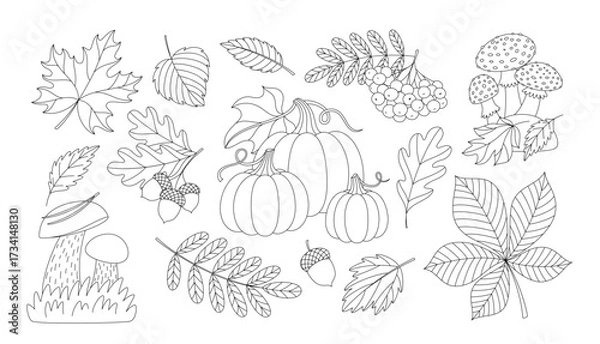 Fototapeta Autumn forest natural elements outline illustrations set. Leaves, mushrooms, pumpkins, acorns and rowan berries bunch. Contour vector illustration. Autumn coloring page