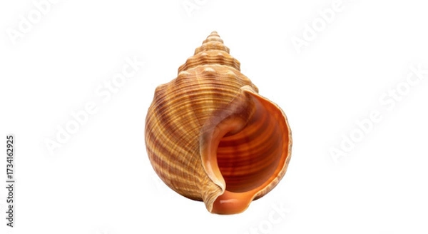 Obraz Isolated Conch Shell Beauty Nature Treasure. Seashell Design Detail. Mollusk Marine Texture