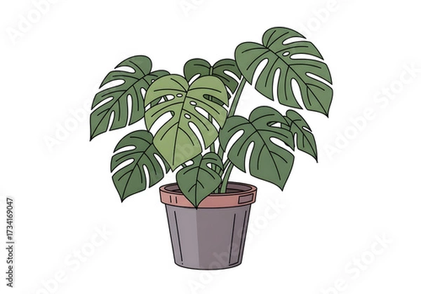 Obraz A potted Monstera Deliciosa plant with large, fenestrated leaves, depicted in a simple, illustrative style.
