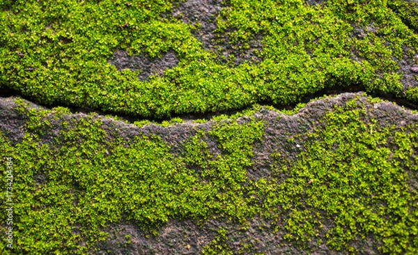 Fototapeta Green moss on the rock texture background. Closeup of moss .