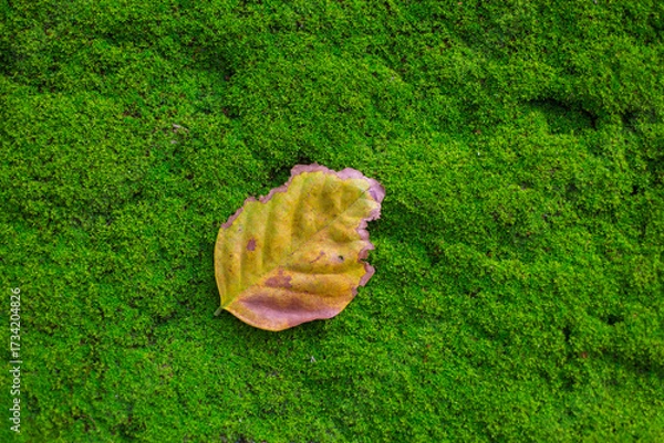 Fototapeta Fallen leaf on green moss background. Autumn season concept. Selective focus.