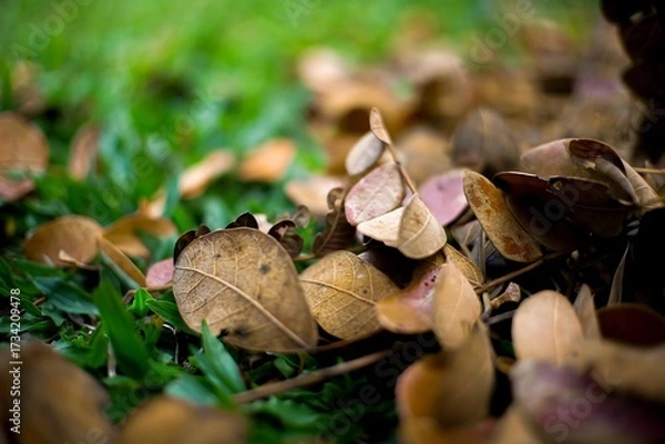 Obraz Dry Brown Leaves on Green Grass in Autumn Nature Background