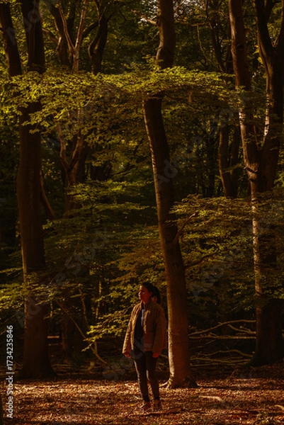 Fototapeta A person stands quietly among the tall trees of Speulderbos in Veluwe, Netherlands.