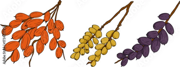 Fototapeta Detailed colored vector art of dates, showcasing dried dates. Ideal for food, culinary, or nature themed designs.