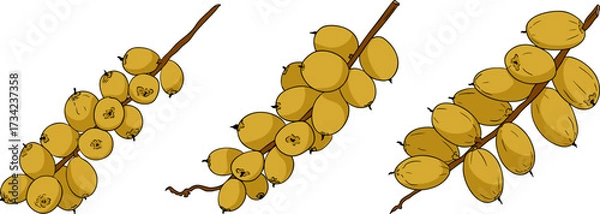 Fototapeta Detailed colored vector art of dates, showcasing dried dates. Ideal for food, culinary, or nature themed designs.