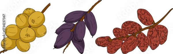 Fototapeta Detailed colored vector art of dates, showcasing dried dates. Ideal for food, culinary, or nature themed designs.