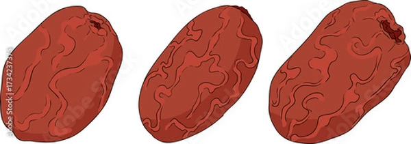 Fototapeta Detailed colored vector art of dates, showcasing dried dates. Ideal for food, culinary, or nature themed designs.