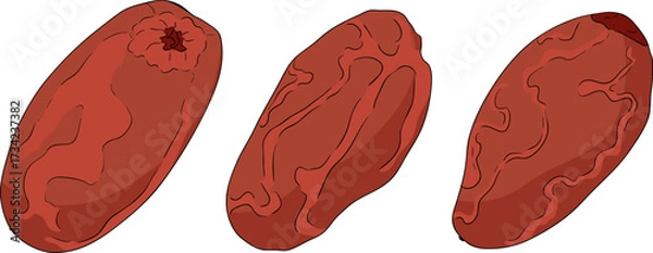 Fototapeta Detailed colored vector art of dates, showcasing dried dates. Ideal for food, culinary, or nature themed designs.