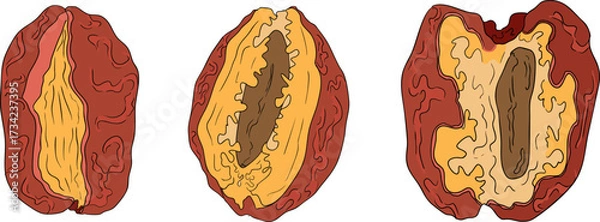 Fototapeta Detailed colored vector art of dates, showcasing dried dates. Ideal for food, culinary, or nature themed designs.