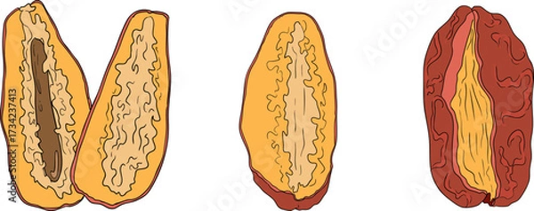 Fototapeta Detailed colored vector art of dates, showcasing dried dates. Ideal for food, culinary, or nature themed designs.