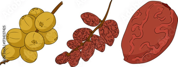 Fototapeta Detailed colored vector art of dates, showcasing dried dates. Ideal for food, culinary, or nature themed designs.