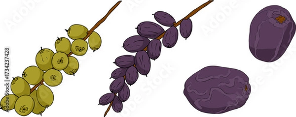 Fototapeta Detailed colored vector art of dates, showcasing dried dates. Ideal for food, culinary, or nature themed designs.