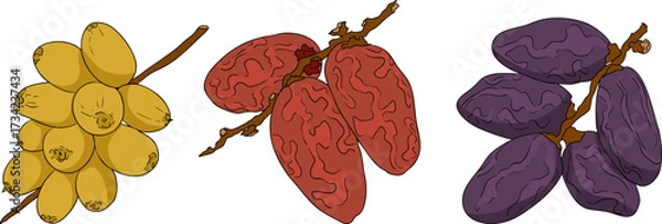 Fototapeta Detailed colored vector art of dates, showcasing dried dates. Ideal for food, culinary, or nature themed designs.